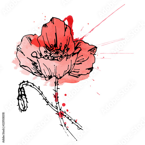 Red poppy. Hand-drawn poppy outline, painted in watercolor style. Symbol of memory of victims of the First world war and military conflicts. Vector illustration isolated on white background.