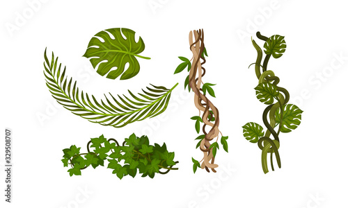 Twisted Wild Lianas with Green Twining Plants Vector Set