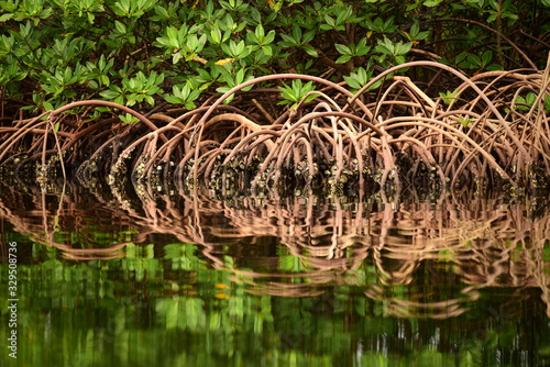 Close up of mangroves and roots with reflections in a peat swamp. Bocas del Toro, Panama,  Central America