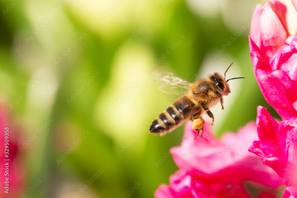 Abeille en vol avec pollen sur une fleur rose et un espace vide Abeille en vol avec pollen sur une fleur rose et un espace vide