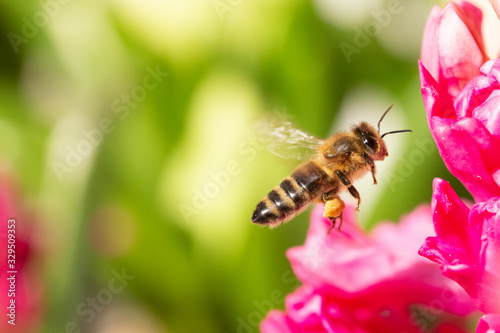 Abeille en vol avec pollen sur une fleur rose et un espace vide