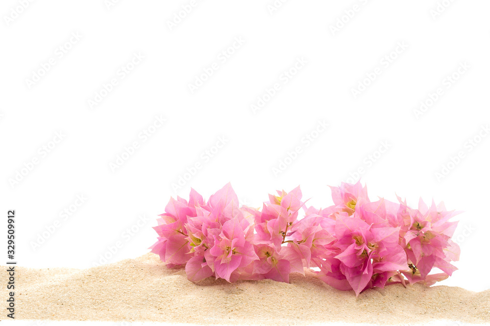 Naklejka premium Beautiful blossom pink Bougainvillea on sand isolated on white background. 