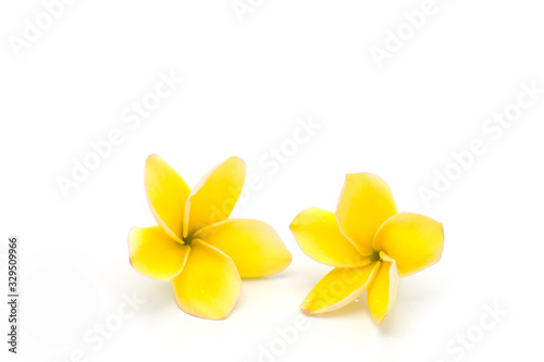 Beautiful blossom yellow plumeria flower on white background.