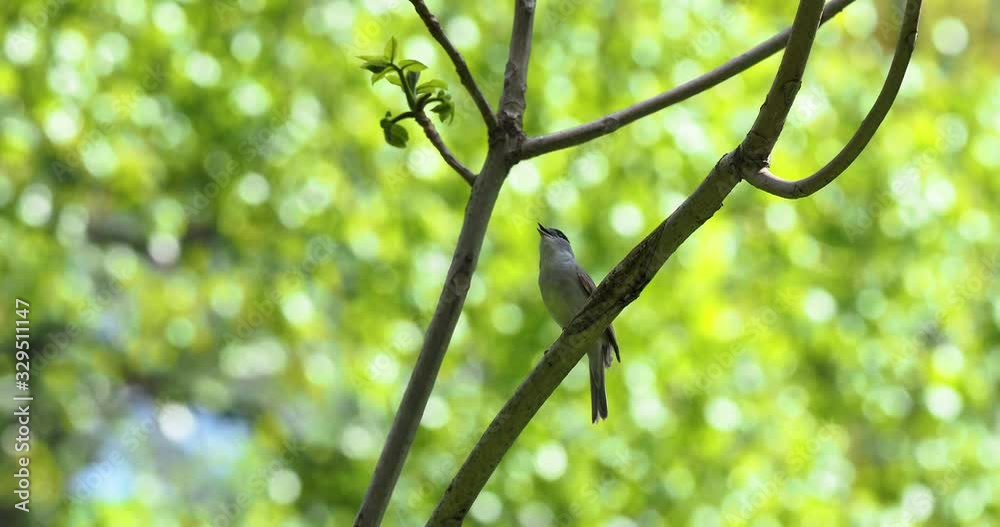 The Eurasian blackcap (Sylvia atricapilla) usually known simply as the blackcap, is a common and widespread typical warbler. Male Eurasian blackcap (Sylvia atricapilla) sings in spring. 