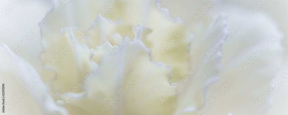 Abstract floral background, white carnation flower. Macro flowers backdrop for holiday brand design