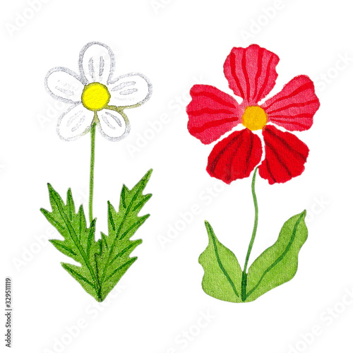 White and red flower  hand painted watercolor illustration