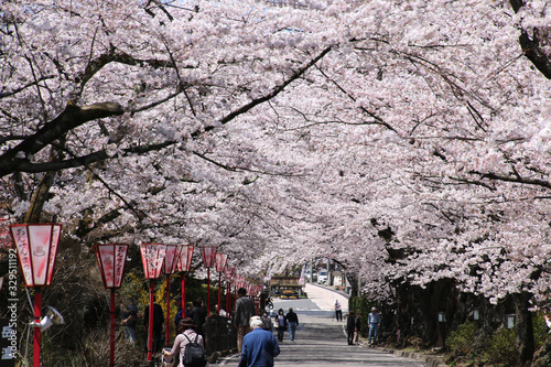 桜坂・岳温泉（福島県・二本松市） © tk2001