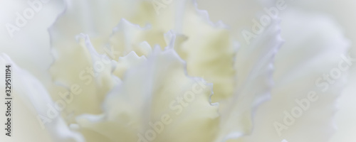 Abstract floral background, white carnation flower. Macro flowers backdrop for holiday brand design © OLAYOLA