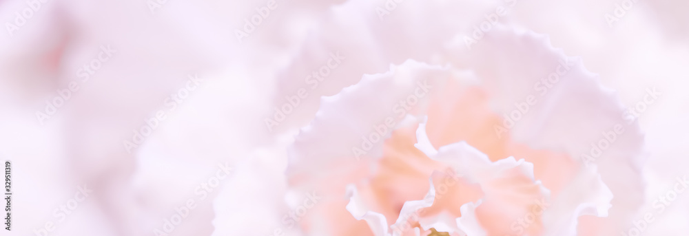 Abstract floral background, pale pink carnation flower. Macro flowers backdrop for holiday brand design Abstract floral background, pale pink carnation flower. Macro flowers backdrop for holiday brand design