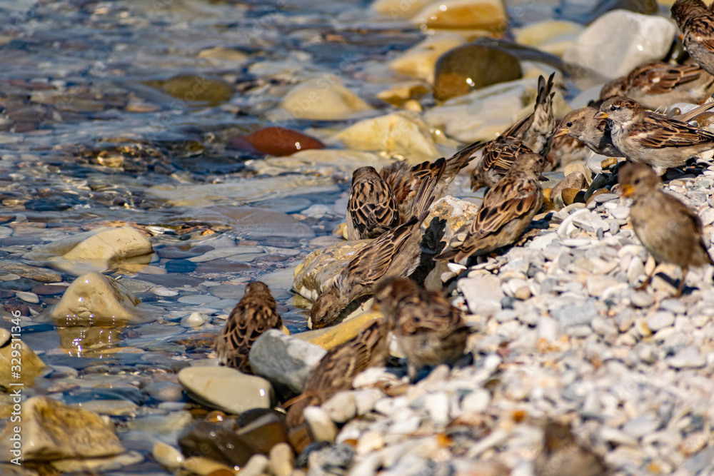 A flock of passerine birds swimming in salt water, on the black sea, on small and large stony pebbles. Frolicking feathered individuals on the coast. A flock of passerine birds swimming in salt water, on the black sea, on small and large stony pebbles. Frolicking feathered individuals on the coast.