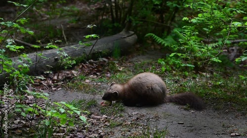 European pine marten (Martes martes) eating dead bird chick in forest