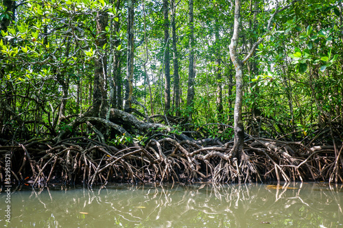 Mangrove forest in Sabang, Palawan island, Philippines