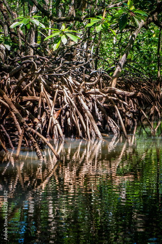 Mangrove forest in Sabang, Palawan island, Philippines
