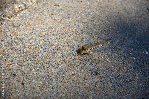 Mudskipper in sand. Sabang, Palawan, Philippines © scale_08