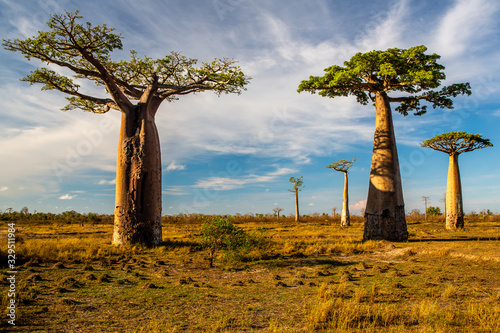 Beautiful Baobab trees at sunset at the avenue of the baobabs in Madagascar photo