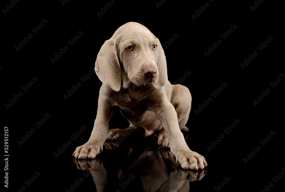 Fototapeta premium Studio shot of a beautiful Weimaraner puppy