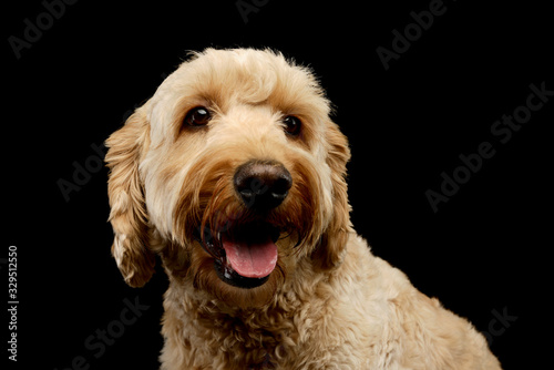 Portrait of an lovely lagotto © kisscsanad