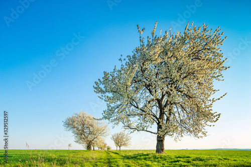 Old Cherry Trees in Bloom, green fields, blue sky