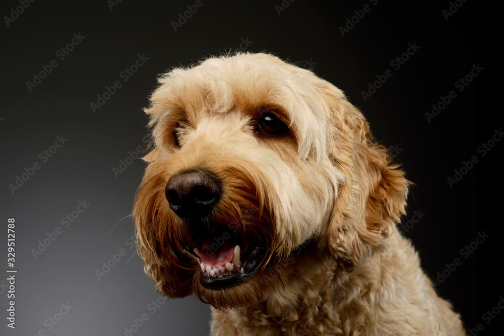 Portrait of an lovely lagotto