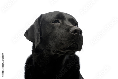 Portrait of a beautiful labrador retriever