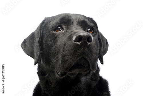 Portrait of a beautiful labrador retriever