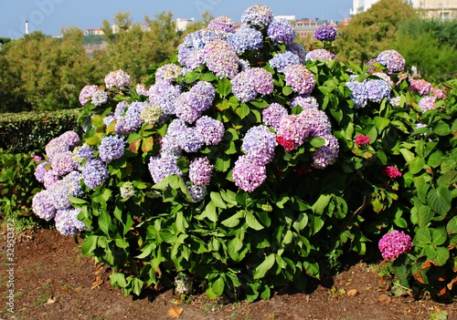 Large and beautiful flowers of blue and pink color grow on hydrangea bushes