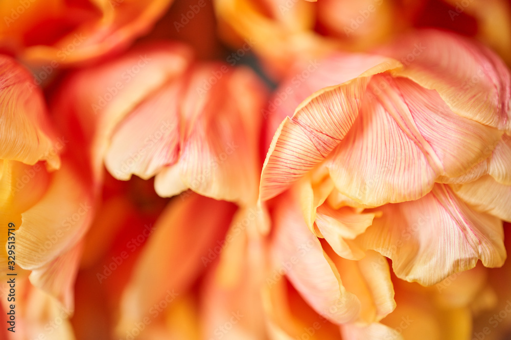 Closeup of petals of beautiful orange and with red streaks tulips in vase. Flower background. Floral Wallpaper. Copy space