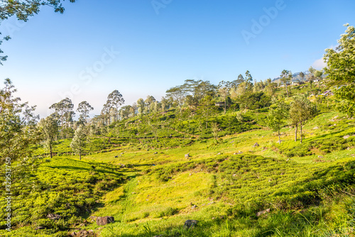 View at the Tea plantations near Haputale on Sri Lanka