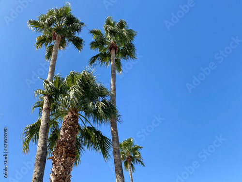 palm trees against blue sky © Kurt