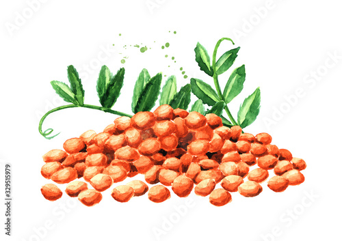 Raw red lentil heap with green leaf. Hand drawn watercolor horizontal  illustration  isolated on white background photo