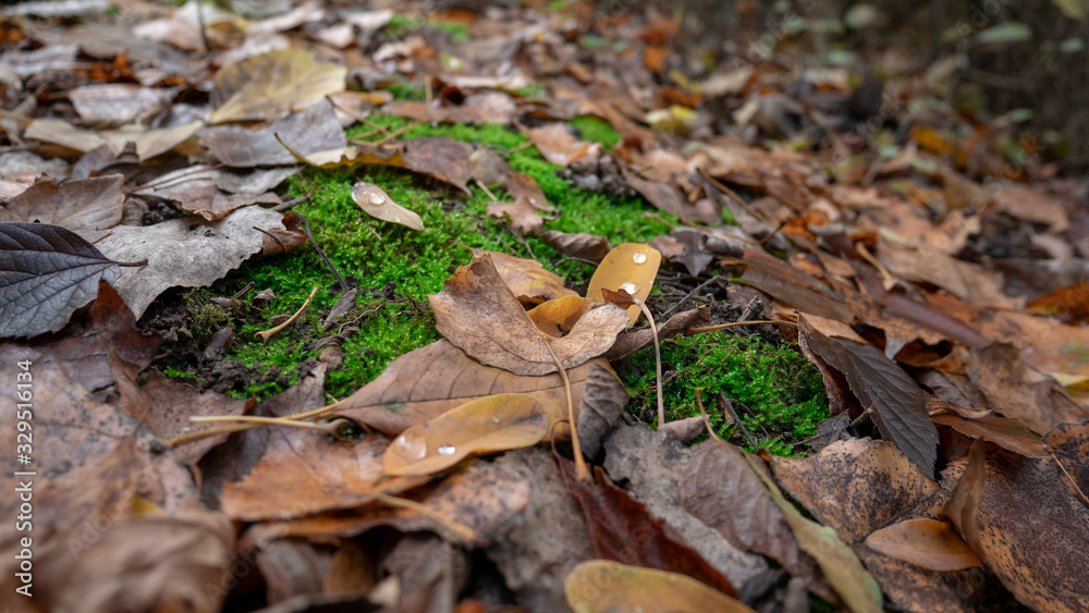 mushrooms in autumn forest mushrooms in autumn forest