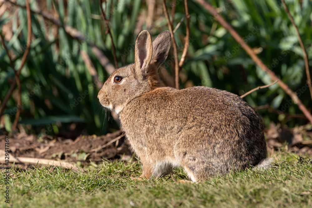 Wildlife scene of a european rabbit, Oryctolagus cuniculus in a natural habitat. Wildlife scene of a european rabbit, Oryctolagus cuniculus in a natural habitat.