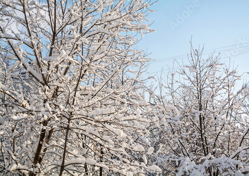 Snow covered tree branches after snowfall