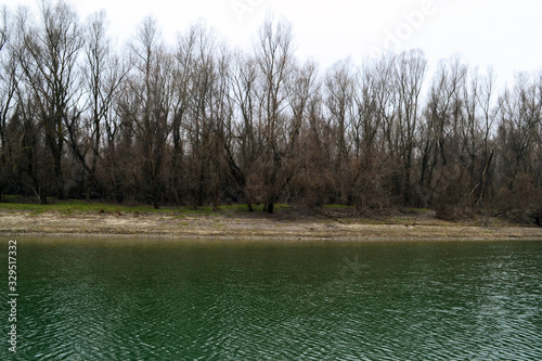 White willow forest on the bank of the Jianu arm in January  photo