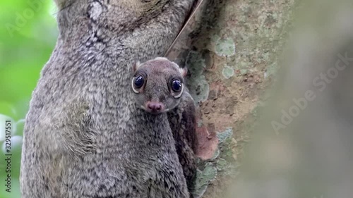 Baby Colugo Peeping Out From Adult Colugo Membrane Clinging On A Tree Trunk In A Small Nature Park In Singapore - Closeup Shot photo