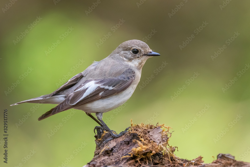 Collared Flycatcher - Ficedula albicollis, beautiful black and white perching bird from European forests, Hortobagy, Hungary.
