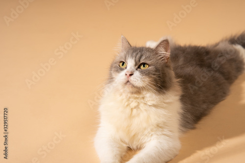 Action cat on nude pastel background