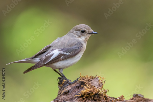 Collared Flycatcher - Ficedula albicollis, beautiful black and white perching bird from European forests, Hortobagy, Hungary.