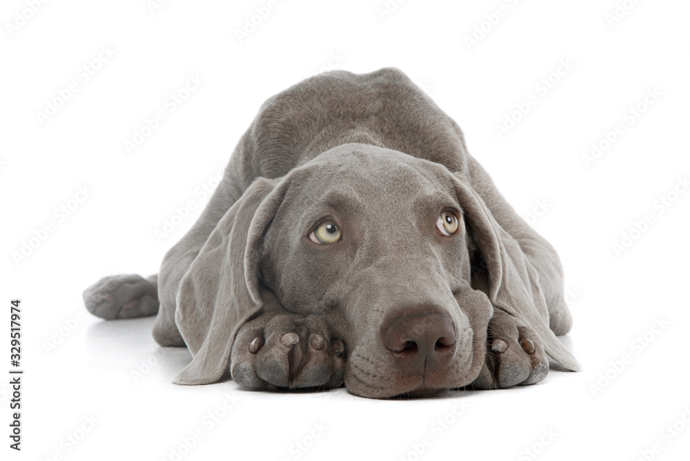 Studio shot of a beautiful Weimaraner Studio shot of a beautiful Weimaraner