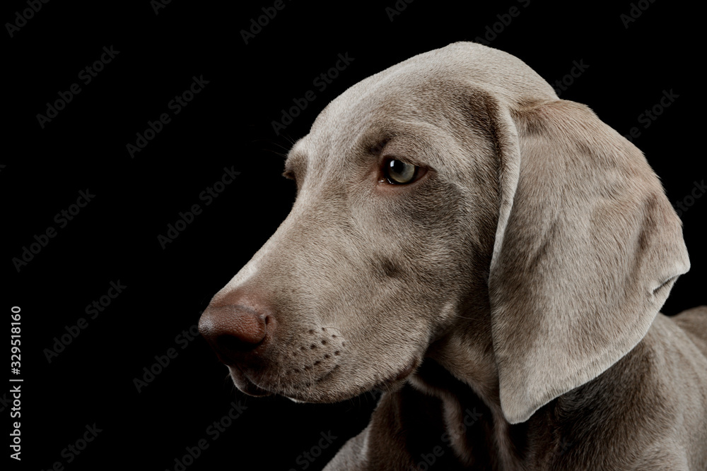 Portrait of a beautiful Weimaraner