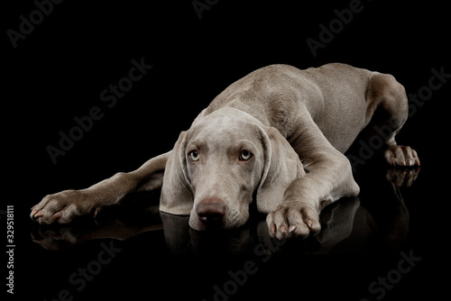 Studio shot of a beautiful Weimaraner