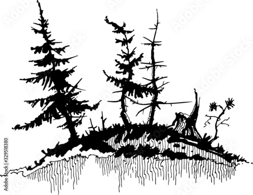dry burnt spruce trees after a fire