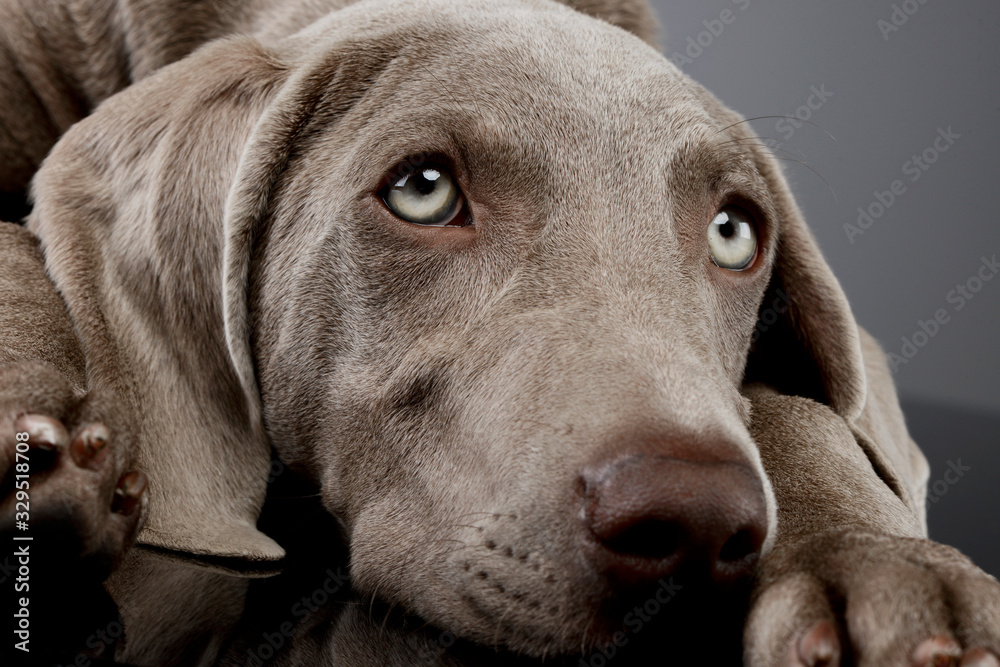 Portrait of a beautiful Weimaraner Portrait of a beautiful Weimaraner
