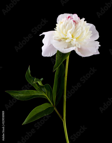 Fototapeta Naklejka Na Ścianę i Meble -  White peonies flowers isolated on black background close-up.