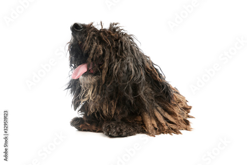 Studio shot of a friendly Puli