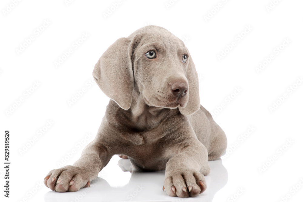 Studio shot of a beautiful Weimaraner puppy Studio shot of a beautiful Weimaraner puppy