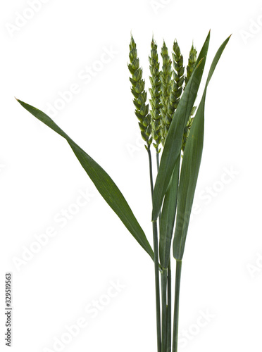 Green spikelets isolated on a white background close-up.
