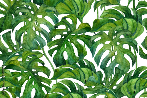 Fresh green monstera leaves on white background