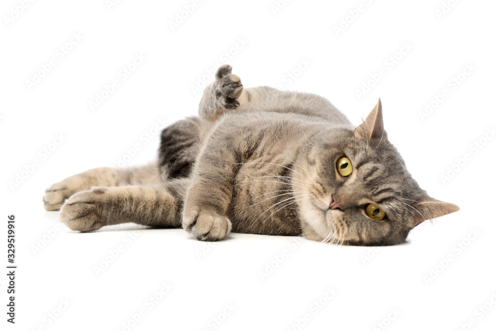 custom made wallpaper toronto digitalStudio shot of a beautiful cat