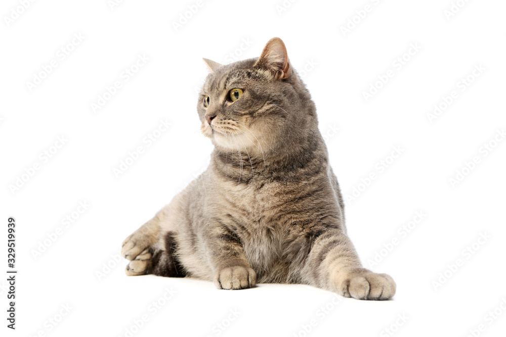 Studio shot of a beautiful cat Studio shot of a beautiful cat